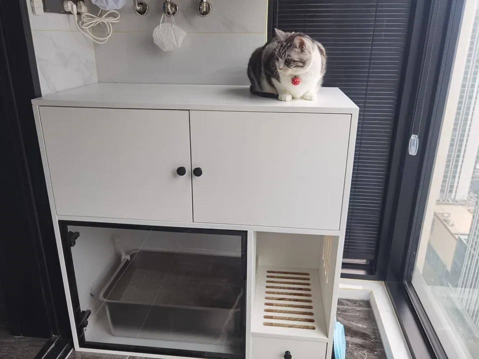 Glass-front cabinet used at home with a cat